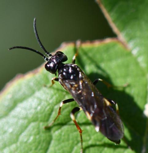 Emphytus cinctus